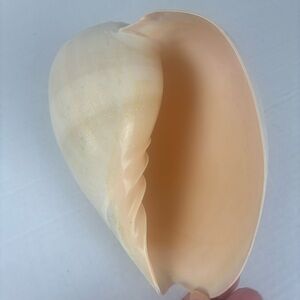 Vintage Melo seashell-Real natural shell